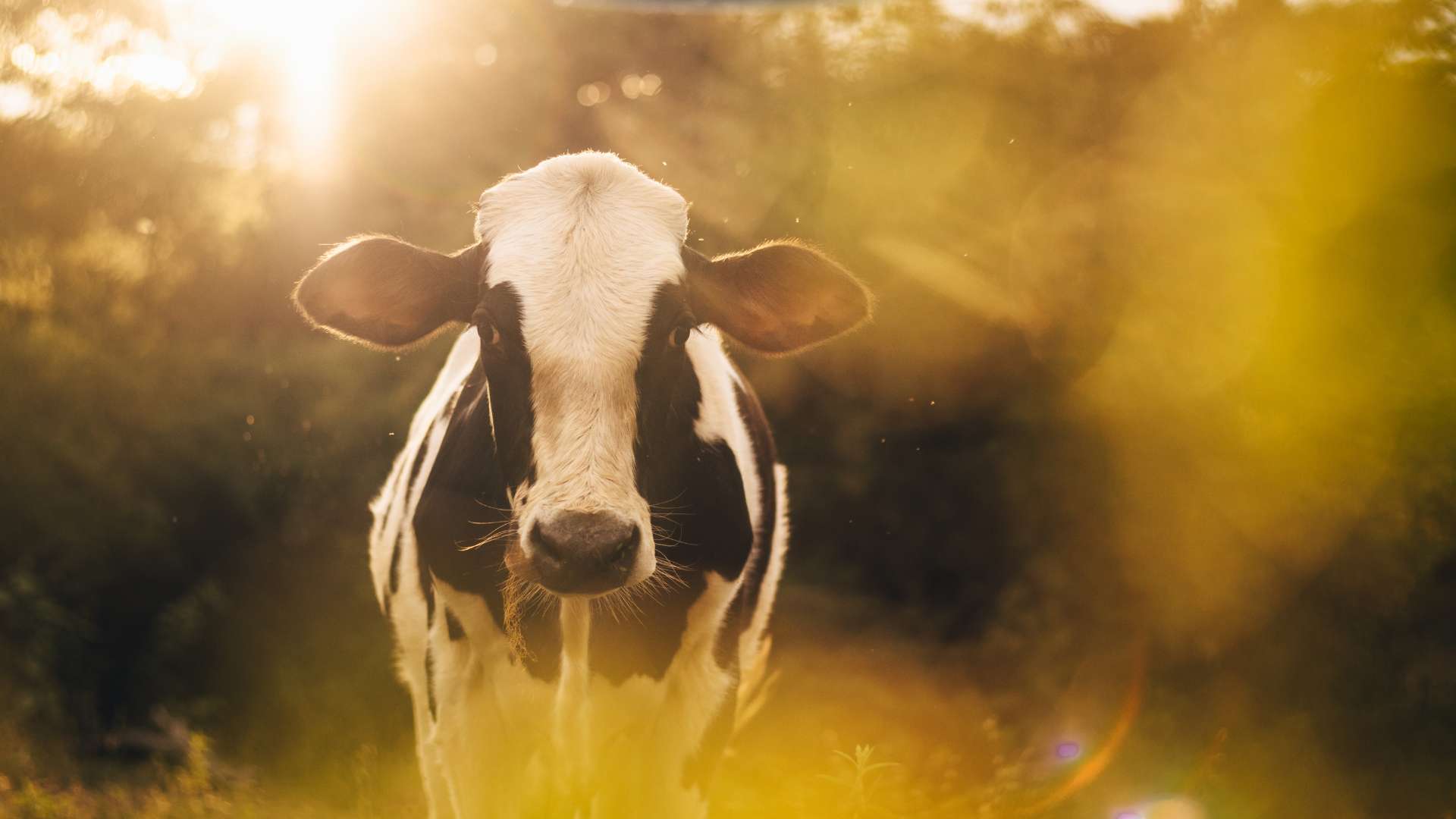 Salon de l’Agriculture 2026 : dates, tarifs et programme