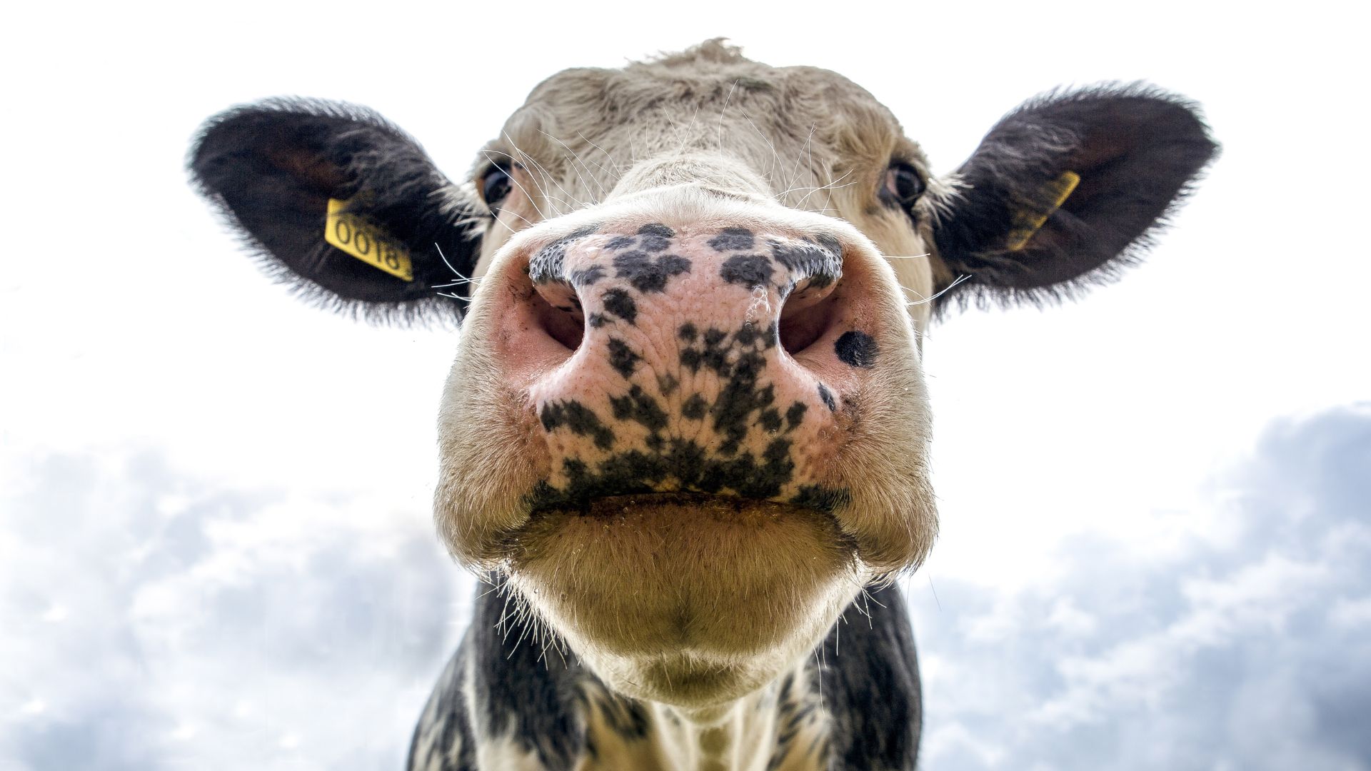 Salon de l’Agriculture 2027 : dates, tarifs, billetterie et programme